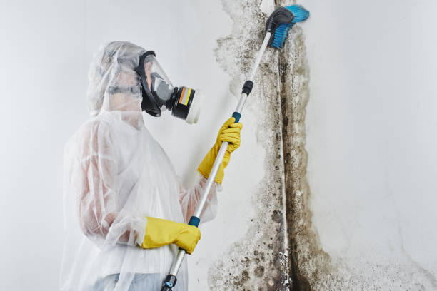 Best Post-Flood Mold Remediation in Boyertown, PA