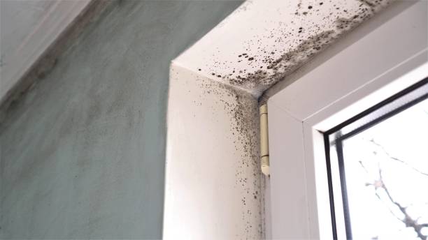 Boyertown, PA Mold Remediation Company